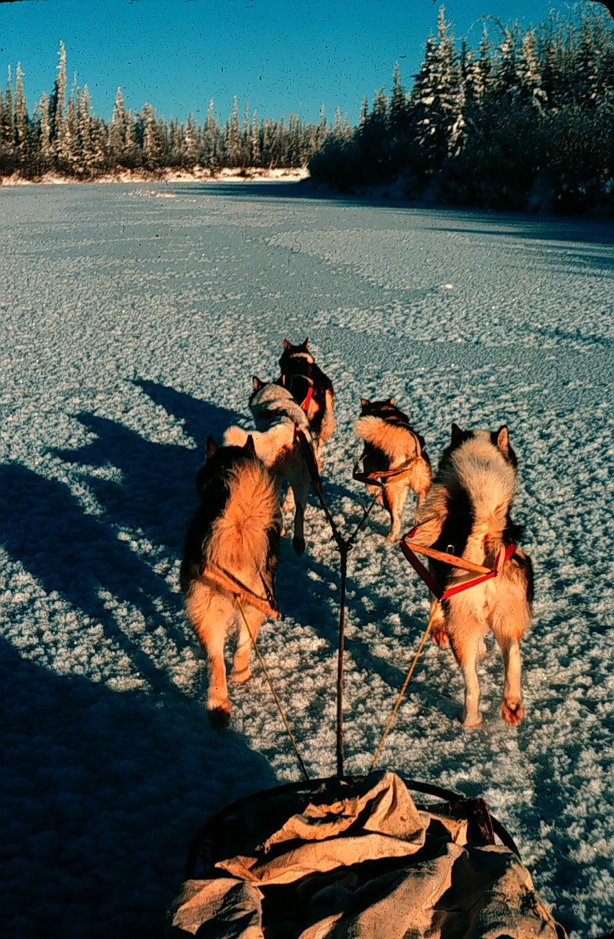 Dogsled on river